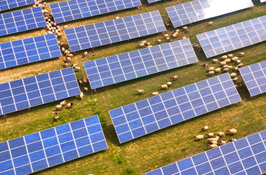 光伏羊