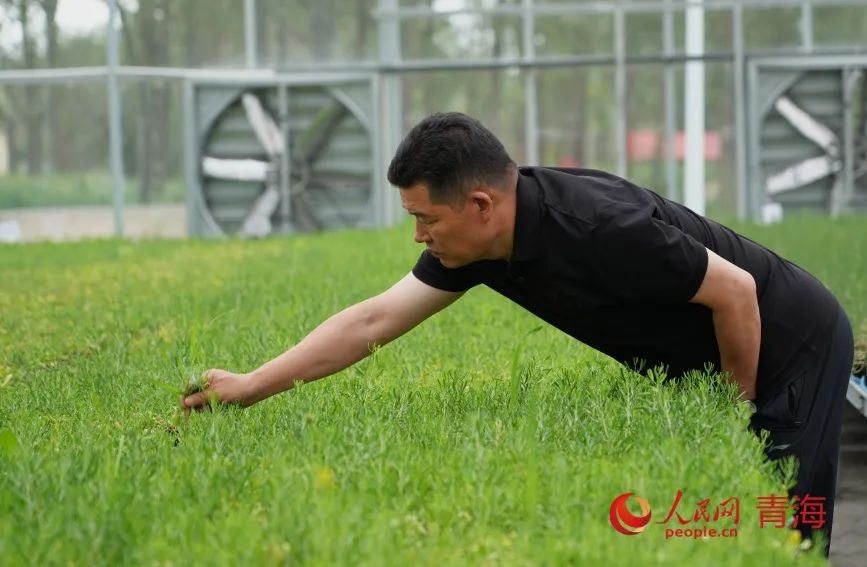 工作人员在打理沙生植物。人民网记者 甘海琼摄