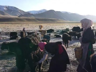 【乡村振兴在海南】雪山之花绽放高原 奶香产业结出硕果 岗日梅朵 以